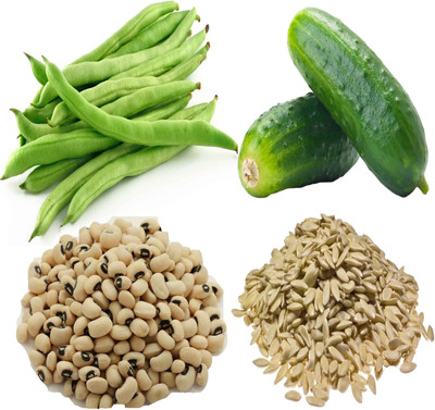 Airex Bean (Lobia), Cucumber Seed(15 per packet)