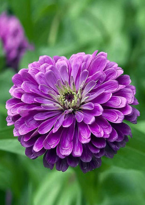 

Real Seed Zinnia Purple Seed(20 per packet)