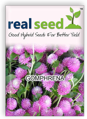 Real Seed Gomphrena Red Flower Seed(30 per packet)