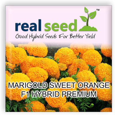 

Real Seed Marigold Sweet Orange F1 Premium Hybrid Seed(20 per packet)