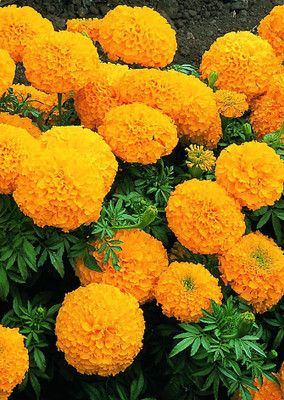 

Real Seed Marigold Sweet Orange F1 Premium Hybrid Imported Flower Seeds Seed(20 Per Packet)