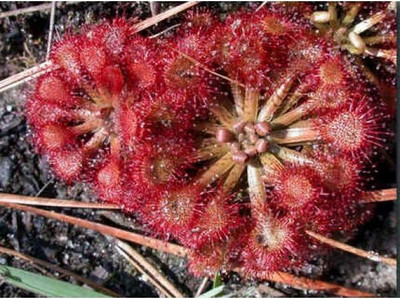 

National Gardens Sundew Seeds - Drosera capillaris 'South America' by National Gardens Seed(5 per packet)