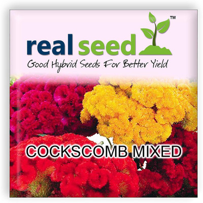 

Real Seed Cockscomb Mixed Hybrid Imported Flower Seeds Seed(50 Per Packet)