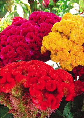 

Real Seed Cockscomb Seed(50 per packet)