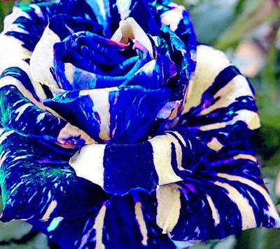 E Garden Blue Dragon Seed(15 per packet)