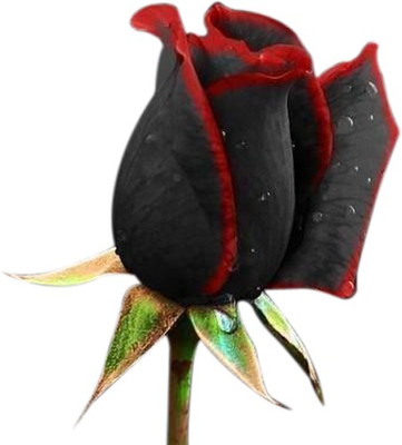 

Futaba True Blood Rose Flower Seed(100 per packet)