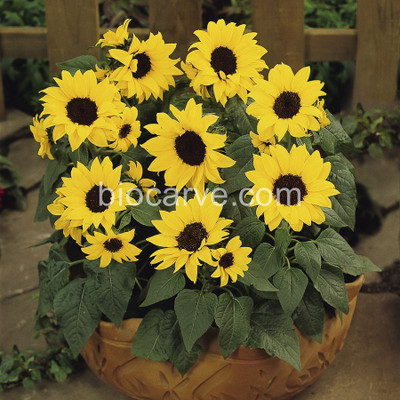 

Biocarve Sunflower Seed(10 per packet)