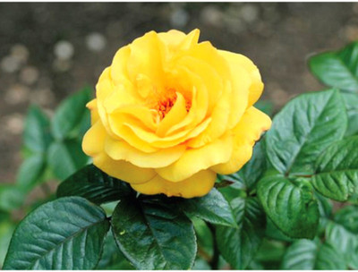 

Rainbow Spring Seeds Rose Seed(50 per packet)