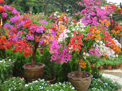 Imago Mix Flowers Seed(20 per packet)