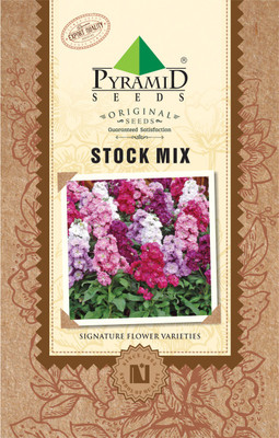 

Pyramid Dwarf Stocks Seed(30 per packet)
