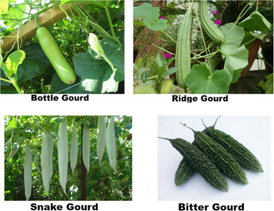

Easy Gardening Bottle Gourd, Ridge Gourd, Bitter Gourd, Snake Gourd Seed(10 per packet)