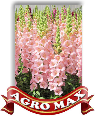 

AGRO MAX ANTIRRHINUM TALL MIXED Seed(50 per packet)