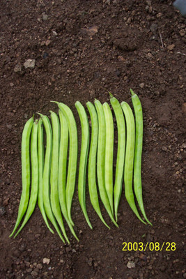Indous Agriseeds Clusterbean Seeds, Indous Kohinoor Seed(500 per packet)