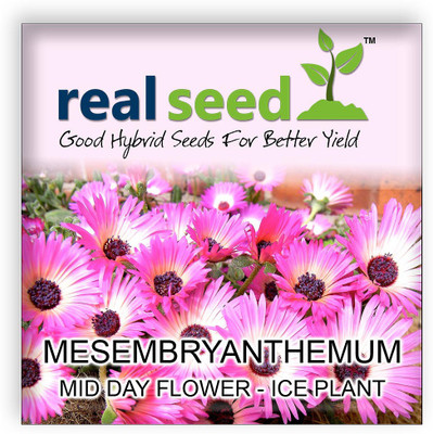 

Real Seed Mesembryanthemum – Mid Day Flower – Ice Plant Seed(100 per packet)