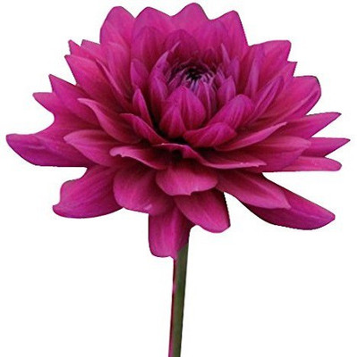 

Futaba Rare Exotic Dahlia Seed(100 per packet)