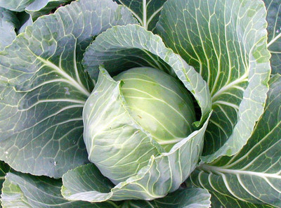 

National Gardens Early Jersey Wakefeild Cabbage Seeds by National Gardens Seed(30 per packet)