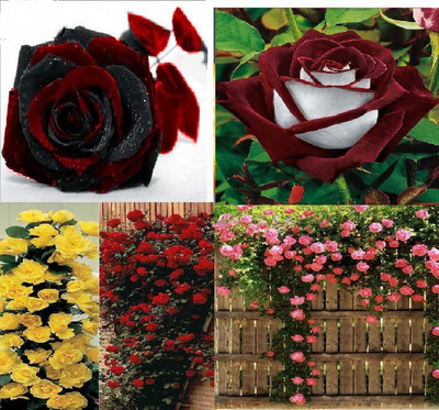 

Vsquare Retail 4 Color Combo Beautiful Climbing Rose(Yellow+Pink)+Rare Rose(RedBlack+Velvet) Seed(60 per packet)
