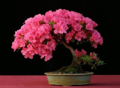 Vsquare Retail Japanese Sakura Cherry Blossom Bonsai Flower Tree Plant Seed(5 per packet)