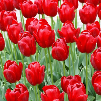 

Futaba Red Tulip Seeds Seed(10 per packet)