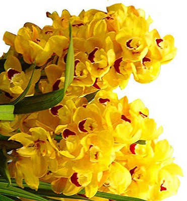 

Futaba Yellow erythema Cymbidium Faberi Orchid Seed(10 per packet)