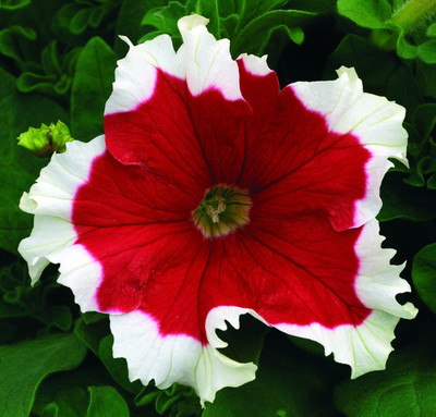 

Futaba Red Petunia Flower With White Sides Seeds Seed(50 per packet)