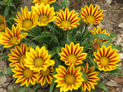 

Saaheli Gazania Seed(10 Per Packet)