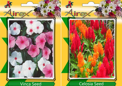 

Airex Vinca, Celosia Seed(15 per packet)