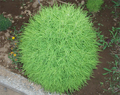 

Farm Seeds Kochia Fire Bush Seed(100 per packet)