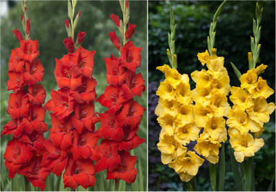 

Easy Gardening Gladiolus Bulbs Seed(12 per packet)