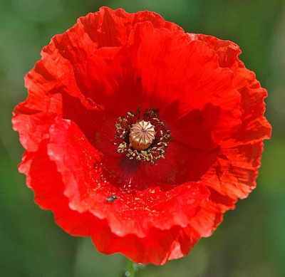 

National Gardens Shirley Poppy Flower Seeds by National Gardens Seed(100 per packet)