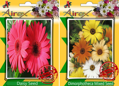 Airex Daisy, Dimorphotheca Mixed Seed(25 per packet)