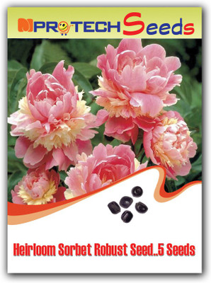 

MPRO-TECH Sorbet Robust Seed(5 per packet)