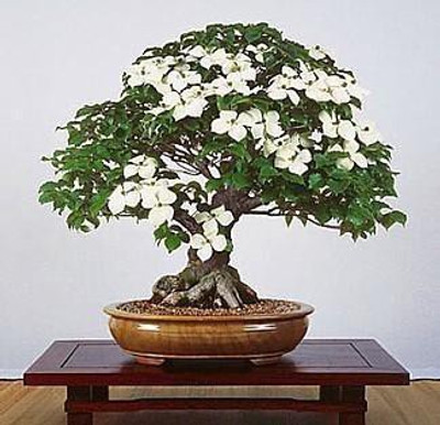 

National Gardens Chinese Dogwood Bonsai Seeds by National Gardens Seed(10 per packet)