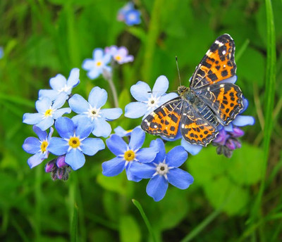 

E Garden FORGET-ME-NOT Seed(15 per packet)