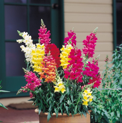 

Saaheli Antirrhinum Seed(10 Per Packet)