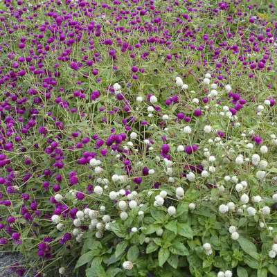 

Biocarve Gomphrena Seed(100 per packet)