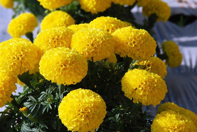 

E Garden Eagle Yellow Seed(15 per packet)