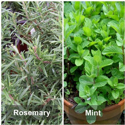 

Biocarve Best Selling Herbs Kit Seed(2 per packet)