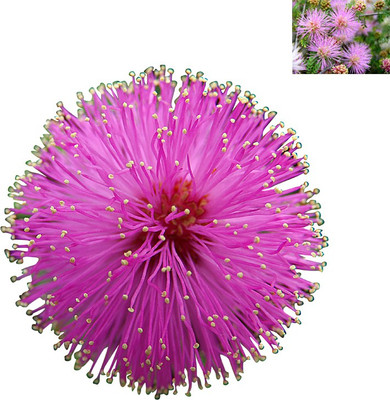 

Futaba Hanxiucao Indoor Bonsai Flower Seed(20 per packet)