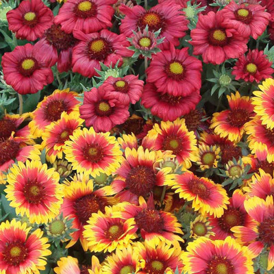 

Farm Seeds Gaillardia Mixed Seed(100 per packet)