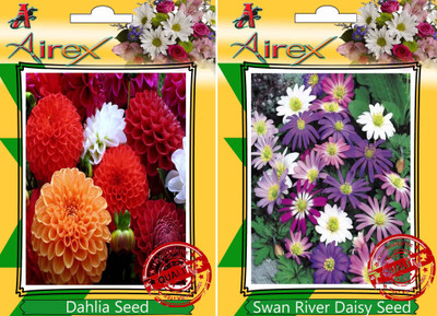

Airex Dahlia, Swan River Daisy Seed(15 per packet)