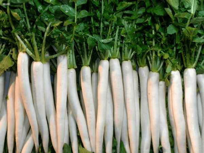 

Cocogarden Radish Seed(100 per packet)