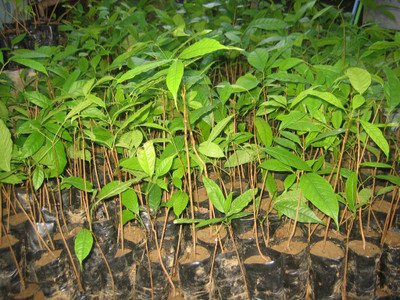 

Seedlings India Mahogany Seed(10 per packet)
