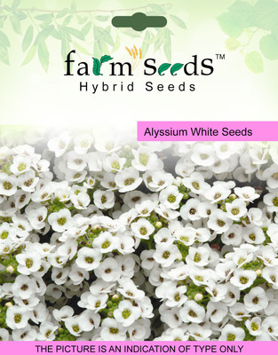 

FARM SEEDS Alyssium White Seed(100 per packet)
