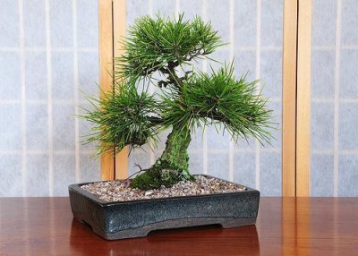 NATIONAL GARDENS Slash Pine Bonsai Seeds by National Gardens Seed(5 per packet)