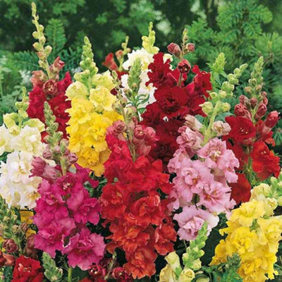 

Biocarve Antirrhinum Semi Tall Mix Seed(200 per packet)