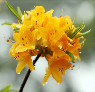 Futaba Rare Yellow Azalea Seed(100 per packet)