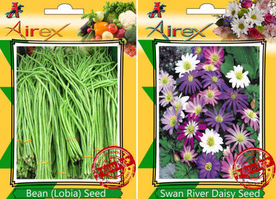 Airex Bean (Lobia), Swan River Daisy Seed(15 per packet)