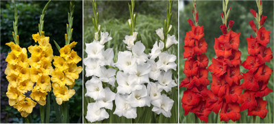 

Easy Gardening Gladiolus Seed(12 Per Packet)
