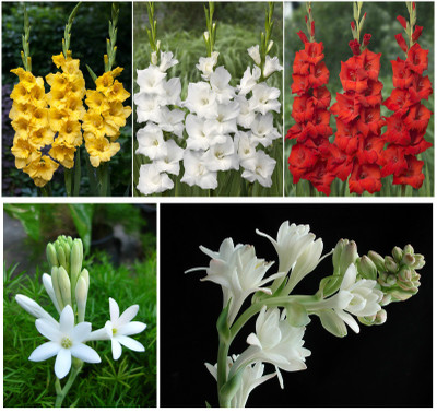 

Easy Gardening Red Gladiolus, Yellow Gladiolus, White Gladiolus, Double Tuberose, Single Tuberose Seed(36 per packet)